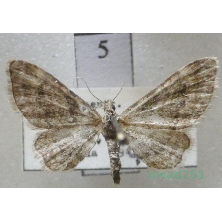 Gymnoscelis rufifasciata (Haworth, 1809) Czech5